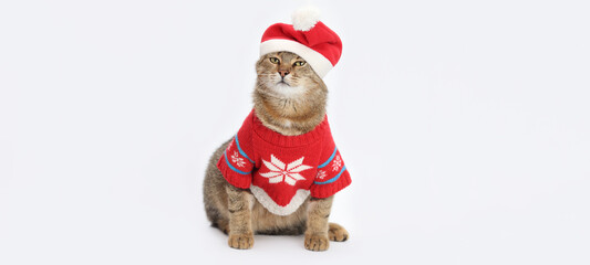 Cute tabby cat dressed in a red Christmas sweater and Santa hat sitting on a white background, clean studio shot perfect for festive cards, ads, packaging, winter promotions and cheerful holiday desig