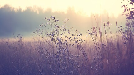 Mist over meadow at dawn, exuding tranquility and emotional reflection. Suitable for desktop wallpaper, meditation materials, nature promotion, lyrical graphics, healing and soothing style fitting nat