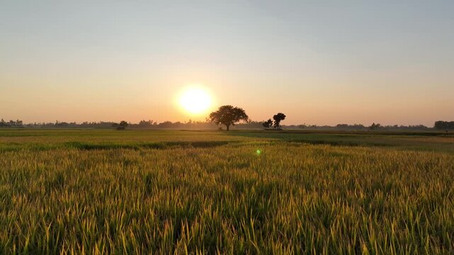 Aerial sunrise view of golden rice fields with a lone tree in rural Bangladesh