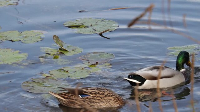 Deux canards colverts nageant paisiblement sur un &eacute;tang calme