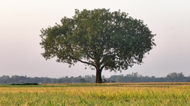 Aerial view of a solitary tree standing over lush rice fields