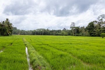 Rice paddies with white egrets in Sri Lanka