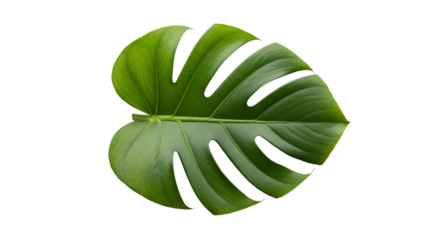 Vibrant green monstera leaf with iconic split pattern on a clean white background