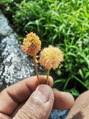 The delicate white umbrella-shaped flower clusters of the Chinese leek plant (Allium tuberosum), often used in culinary dishes for their mild garlicky flavor. 