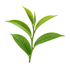 Vibrant green tea leaves freshly plucked from a plant for beverage production transparent background