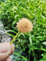 The delicate white umbrella-shaped flower clusters of the Chinese leek plant (Allium tuberosum), often used in culinary dishes for their mild garlicky flavor. 
