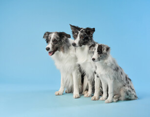 A group of Border Collies sits in a neat row against a blue background, all looking in the same direction. The symmetry and alignment create a striking image.