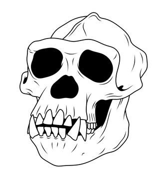 An outline illustration of a monkey skull with anatomical details, large eye sockets, and fangs. Suitable for scientific materials and museum graphics on the topic of evolution and monkeys.