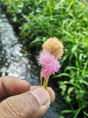 The delicate white umbrella-shaped flower clusters of the Chinese leek plant (Allium tuberosum), often used in culinary dishes for their mild garlicky flavor. 
