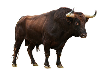 Isolated brown bull powerful animal muscular livestock domestic ungulate herbivore portrait