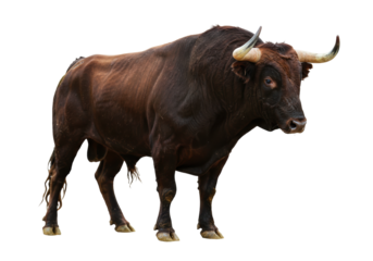 Isolated brown bull powerful animal muscular livestock domestic ungulate herbivore portrait