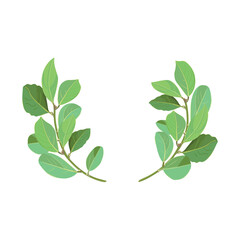 A wreath of realistic bay leaves. A realistic green round laurel wreath made of branches with green leaves and berries on a white background. Vector