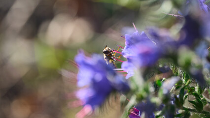 Close view of bee gathering nectar from flowers