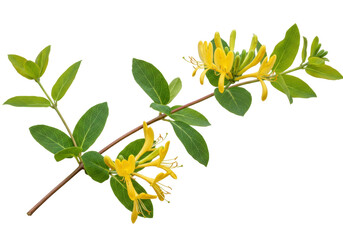 Isolated twig of blooming honeysuckle, bright golden-yellow flowers, green leaves, garden plant