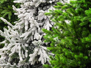 Flocked Christmas tree branches add a winter wonderland touch to festive decorations and seasonal joy