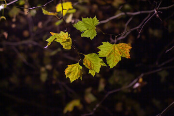 Bright yellow autumn maple leaves on a tree branch against a dark blurred forest background.