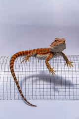 Vivid orange bearded lizard on curved wire mesh in studio lighting, showcasing detailed scales, reptile anatomy, and exotic wildlife features for nature and pet concepts.