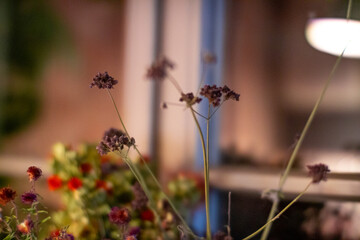 Dried wildflowers in soft indoor light with a blurred background.