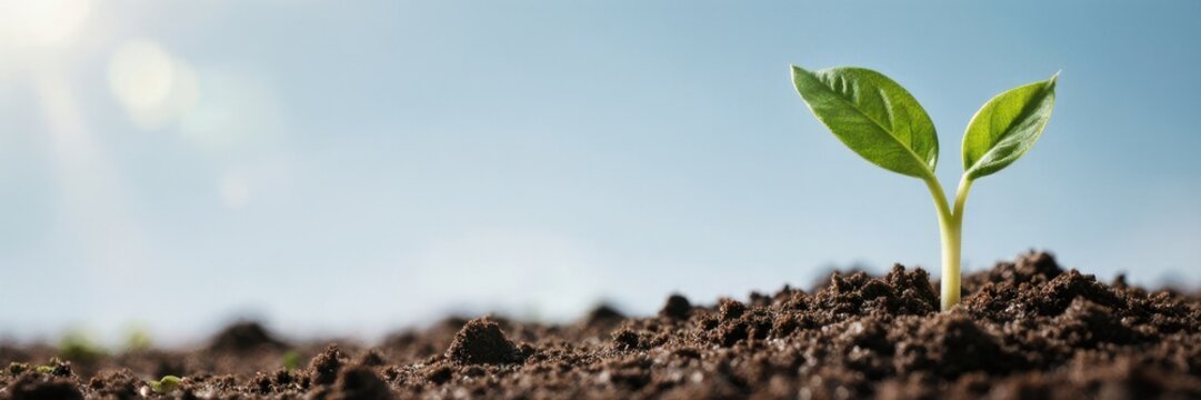A small green plant sprout growing from the soil in bright sunlight. New life, ecology, and business growth concept. Panoramic banner with copy space for text