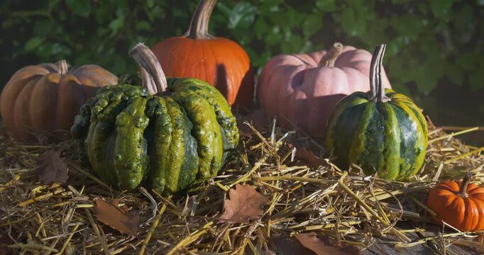Autumn Pumpkin Decoration at Night &ndash; Tracking Shot with Misty Atmosphere