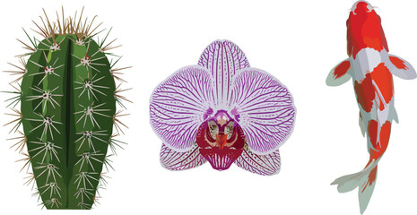 Cactus, orchid flower, koi fish illustration, nature diversity, plant and aquatic contrast, realistic texture, vibrant color, white background