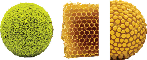 Cactus, orchid flower, koi fish texture comparison, natural and artificial patterns, realistic surface detail, nature design diversity