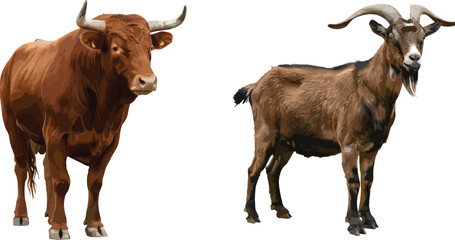 Bull and goat standing side by side, horned farm animals comparison, rural livestock, white background, agriculture concept