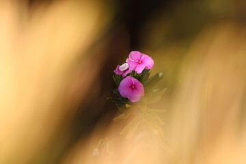 catharanthus roseus flower in autumn