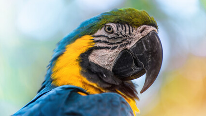 blue and yellow macaw close up portrait