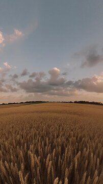 Among oats fields in summer evening sunset with beautiful clouds - 360 loop video