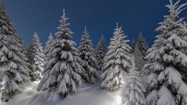 Winter Christmas Trees in the Snow - 360 loop video