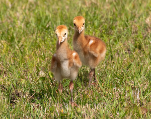 Sandhill Crane chicks