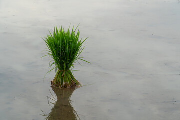 Single bundle of fresh green rice seedlings (saplings) standing in a wet paddy field with reflection. Traditional agriculture concept.
