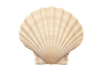 Isolated scallop shell on a simple surface, marine life from the sea, ocean seashell
