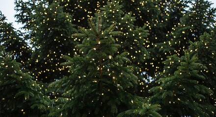 Close up view of a large evergreen tree densely decorated with numerous small white christmas lights creating a festive outdoor display