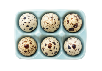 Isolated Quail eggs in light blue holder, raw ingredients for cooking, preparing meal, delicacy