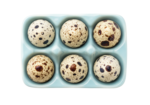 Isolated Quail eggs in light blue holder, raw ingredients for cooking, preparing meal, delicacy