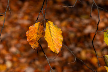Beautiful autumn landscape. Colorful leaves on the trees in autumn.