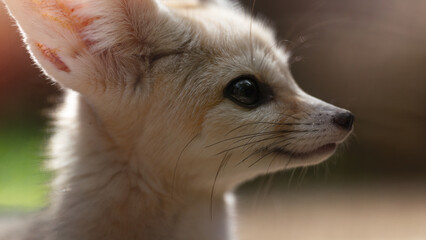 Obraz premium Cute fennec fox close up portrait photo