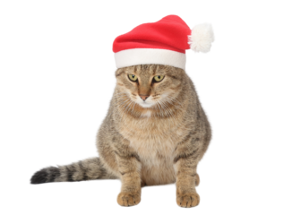 Tabby cat in a red Christmas sweater and Santa hat on a clean white background PNG, isolated festive pet portrait ideal for holiday cards, advertising, packaging, social media and winter designs.
