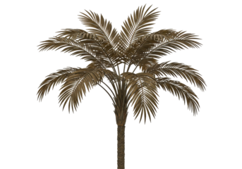 Isolated mature palm tree for subtropical landscape design elements and decorations art