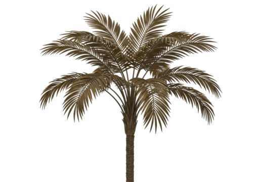 Isolated mature palm tree for subtropical landscape design elements and decorations art
