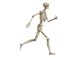 Isolated skeletal system in motion, anatomical model, human body anatomy for science studies