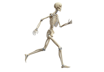 Isolated skeletal system in motion, anatomical model, human body anatomy for science studies