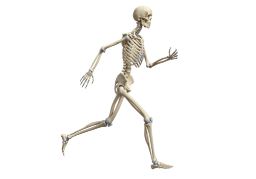 Isolated skeletal system in motion, anatomical model, human body anatomy for science studies