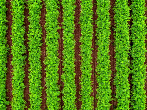 Aerial view of green crops growing in rows