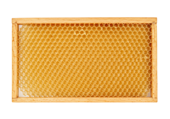 Isolated beekeeping frame with honeycomb, wax foundation, bee hive cell structure, beeswax