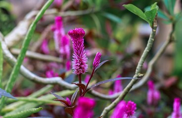 Close-up of vibrant magenta Celosia flower with feathery texture, framed by green leaves and twisted branches.