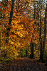Beautiful autumn landscape. Colorful leaves on the trees in autumn.