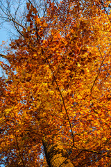 Beautiful autumn landscape. Colorful leaves on the trees in autumn.